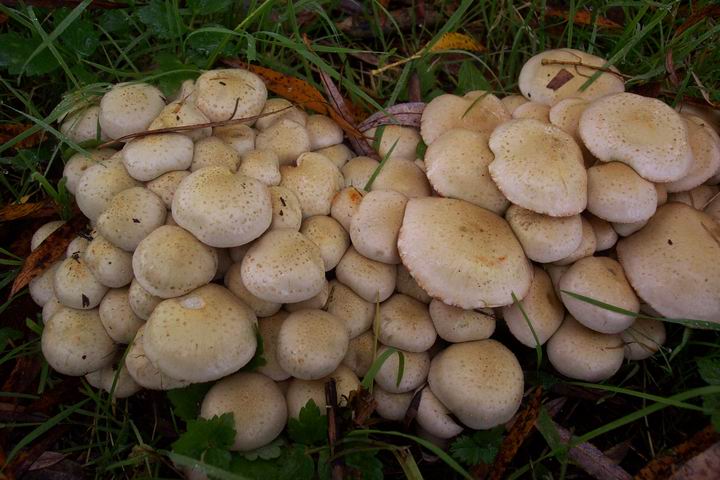 Pholiota lenta